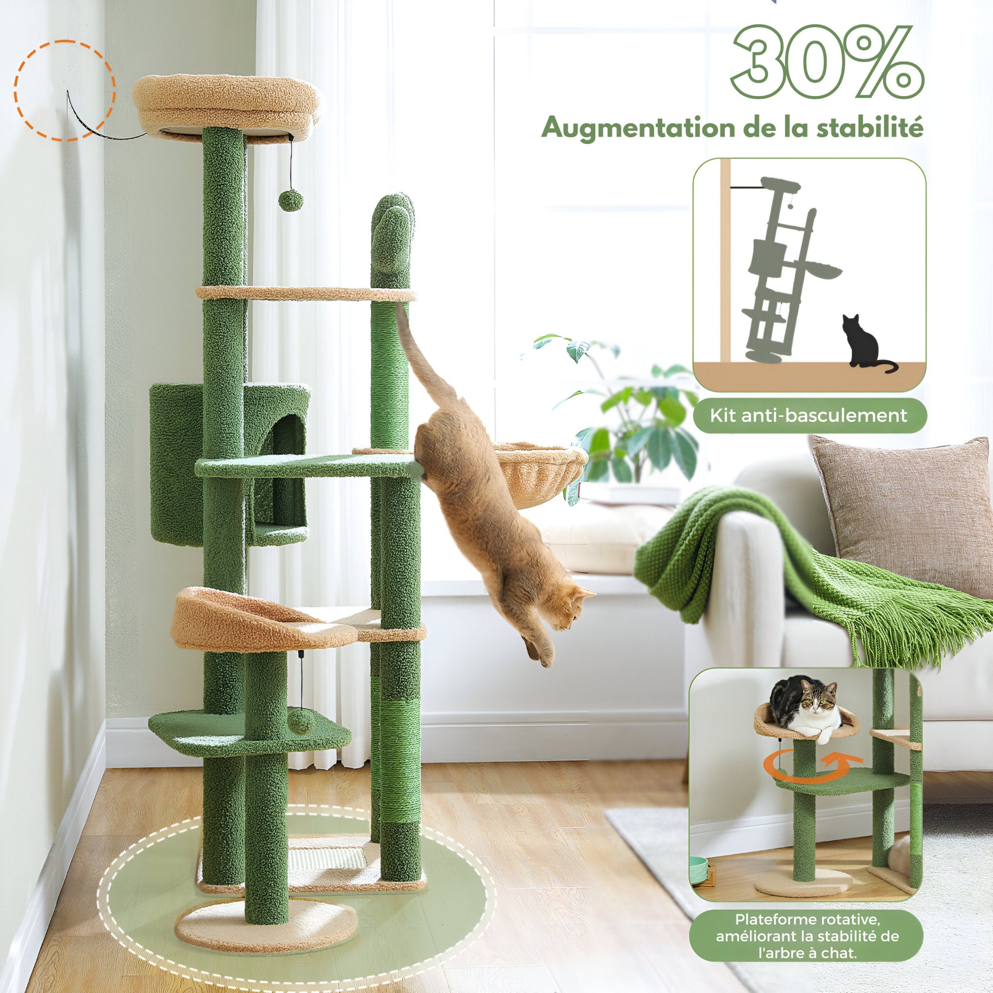 Grand Arbre à Chat Cactus