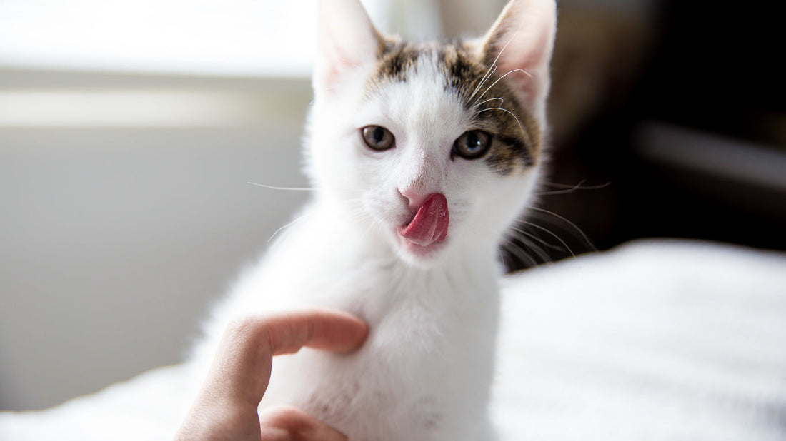 Pourquoi mon chat me lèche ?