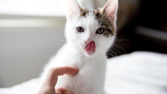 Pourquoi mon chat me lèche ?