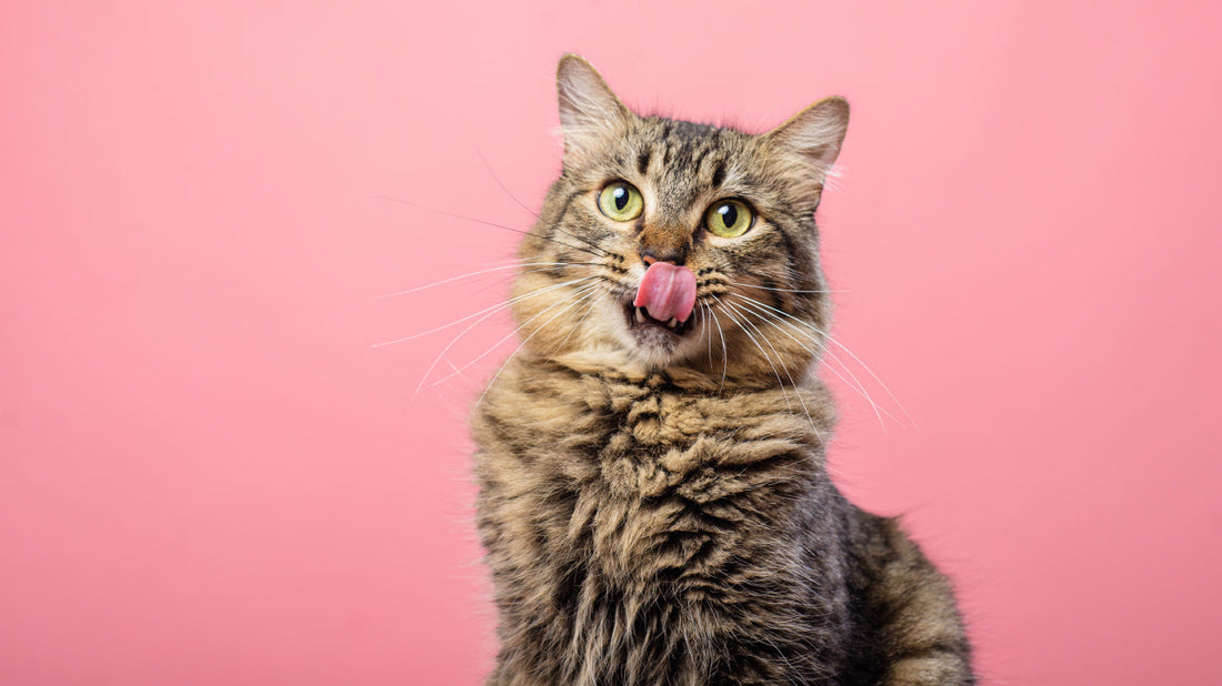 Pourquoi mon chat miaule tout le temps ?