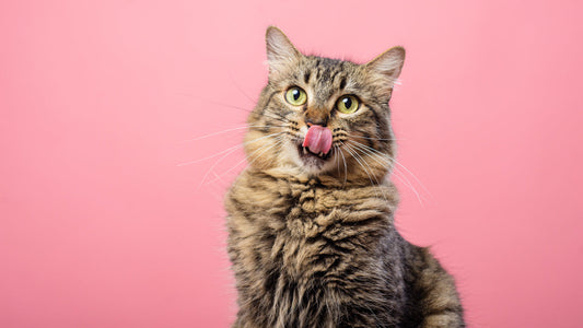 Pourquoi mon chat miaule tout le temps ?