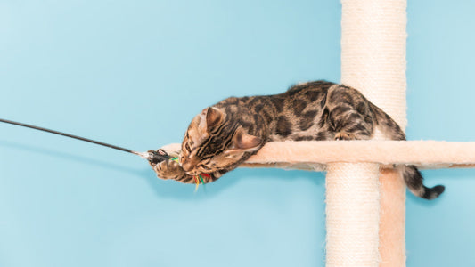 Quel arbre à chat choisir