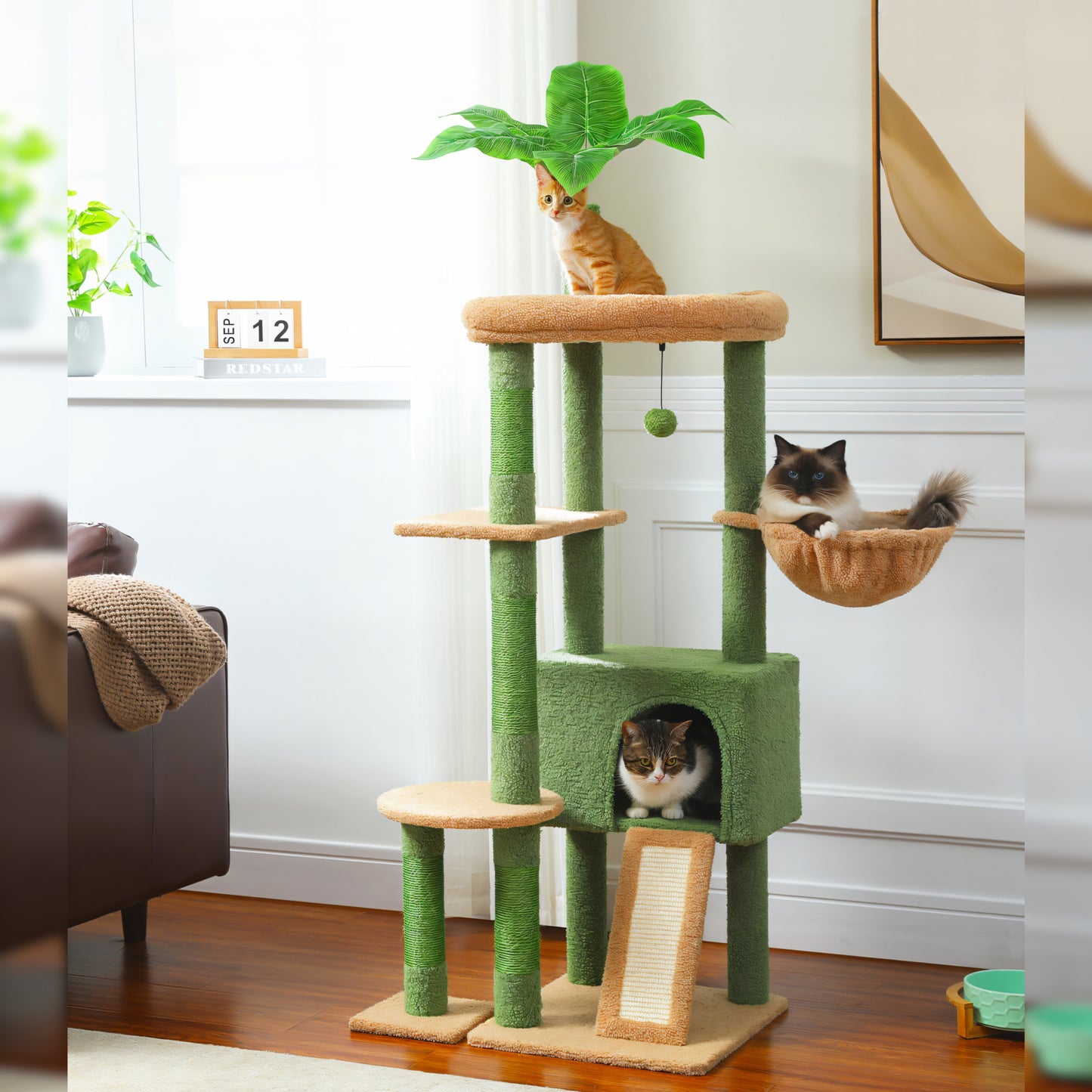 Arbre à Chat Plante