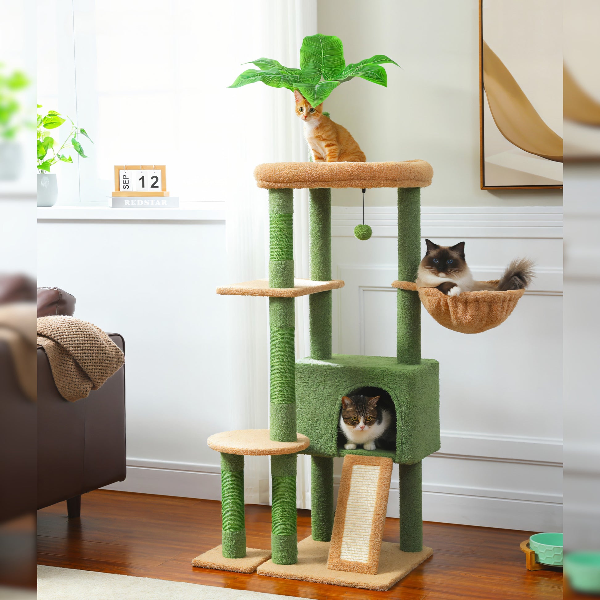 Arbre à Chat Plante