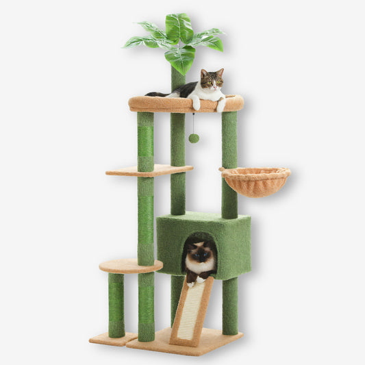 Arbre à Chat Plante