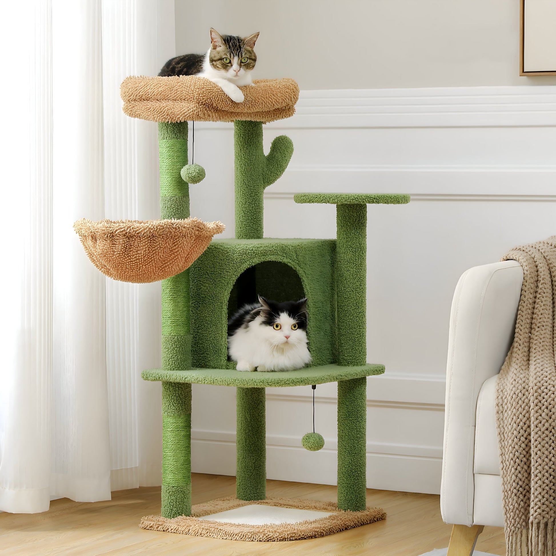 Cactus Arbre à Chat