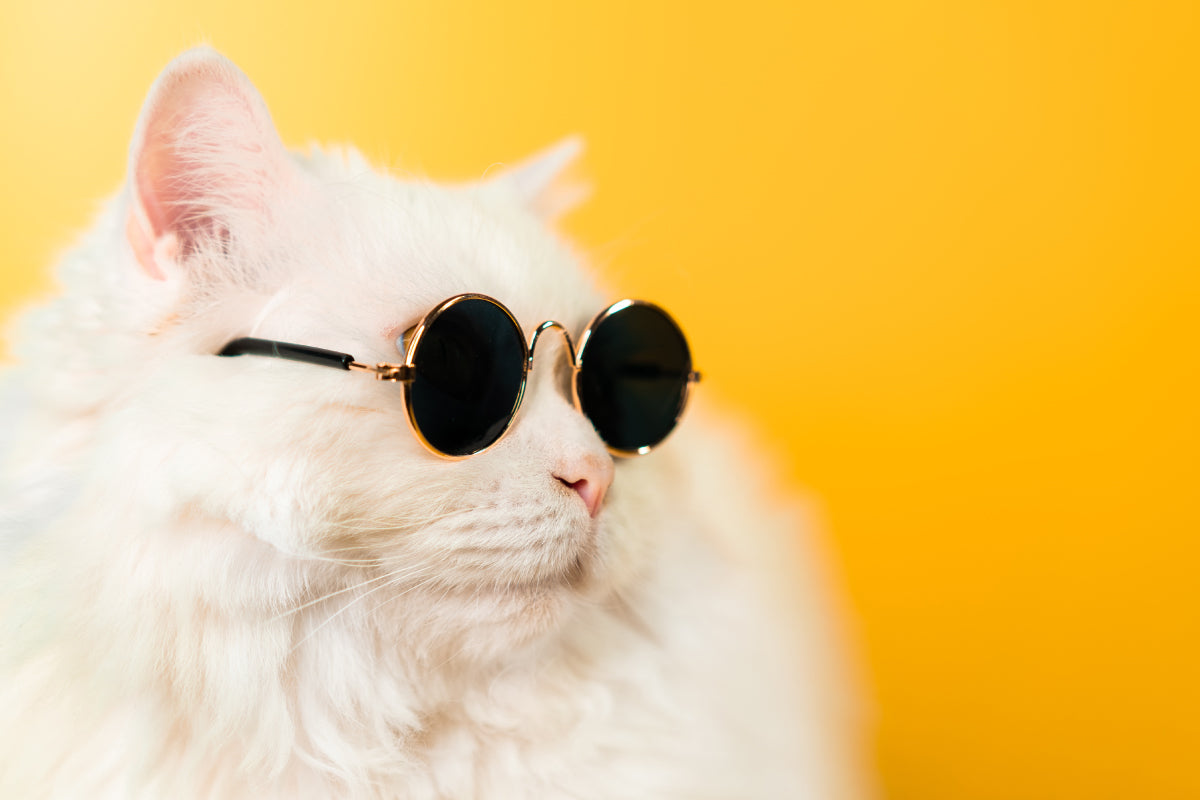 Chat avec des lunettes